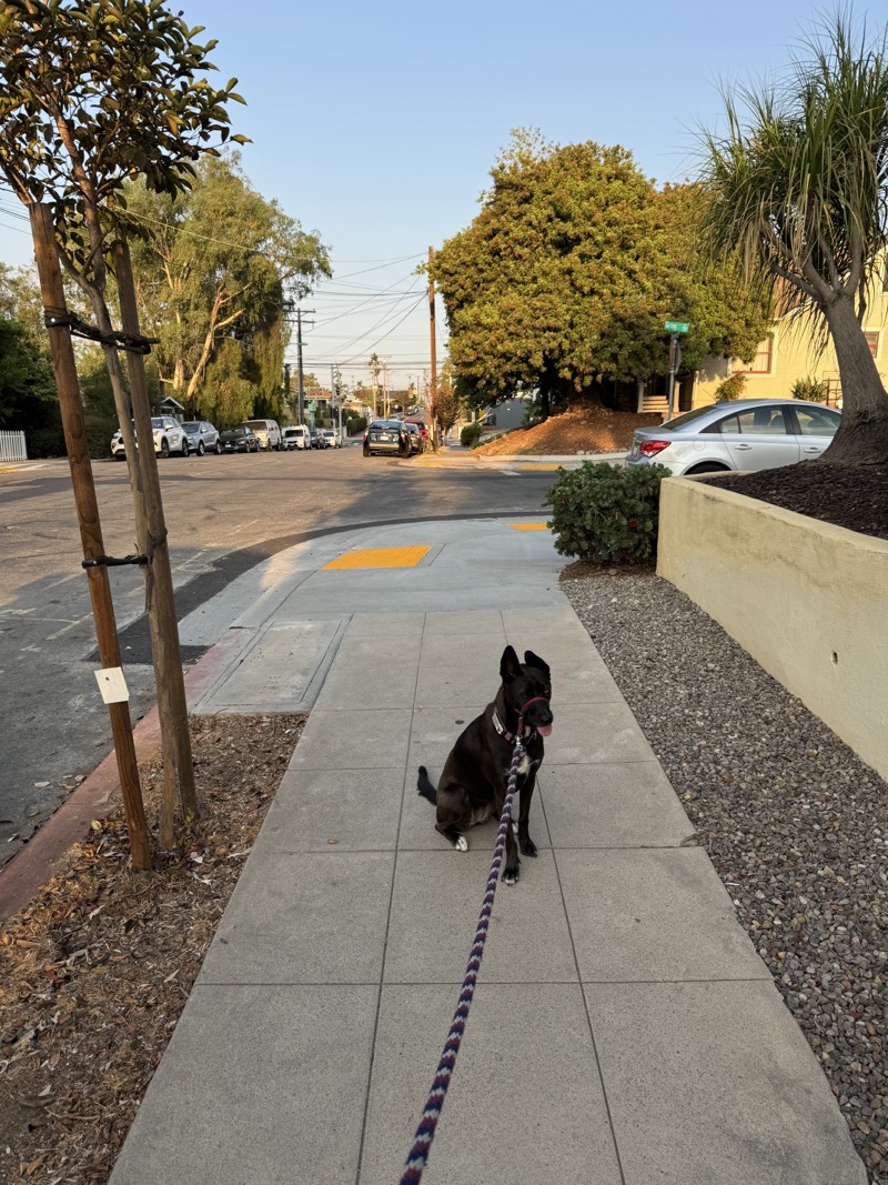 A picture of a black dog named Bowie sitting, taken on September 8 2024 at 7:15 am